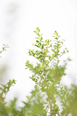 Chinese Hulst / Ilex Crenata Convexa 60-80 cm