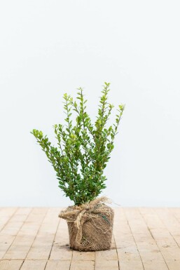 Japanse Hulst / Ilex Crenata Caroline Upright 20-30 cm