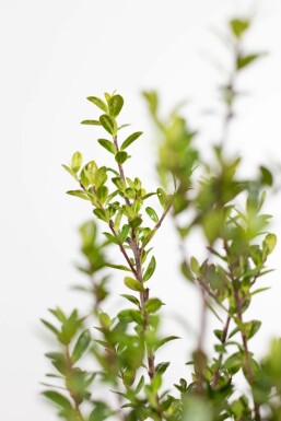 Japanse Hulst Ilex crenata Caroline Upright Haag 20-30 Pot Japanse Hulst / Ilex Crenata Caroline Upright 20-30 cm