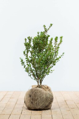 Japanse Hulst / Ilex Crenata Caroline Upright 30-40 cm