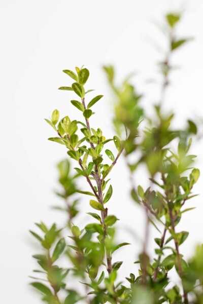Japanse Hulst / Ilex Crenata Caroline Upright 30-40 cm