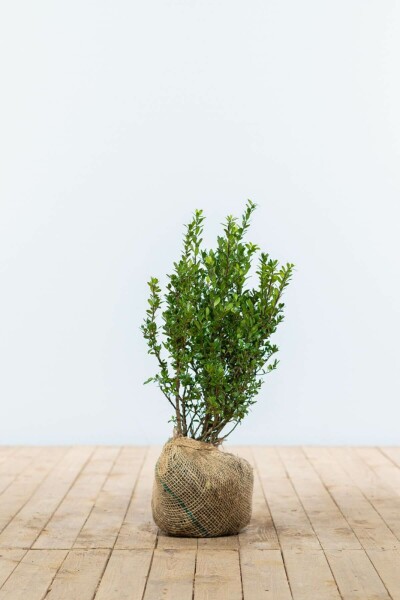 Japanse Hulst / Ilex Crenata Caroline Upright 40-60 cm