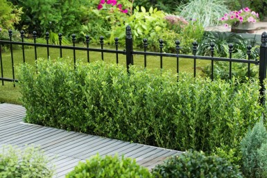Japanse Hulst / Ilex Crenata Caroline Upright 40-60 cm
