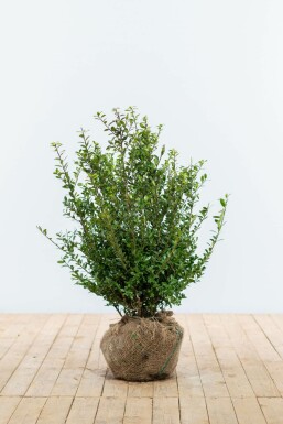 Japanse Hulst / Ilex Crenata Caroline Upright 60-80 cm