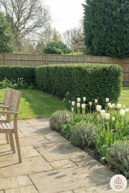 Japanse Hulst / Ilex Crenata Dark Green 60-80 cm