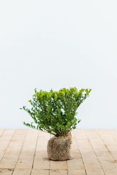Japanse Hulst / Ilex Crenata Dark Green 20-30 cm