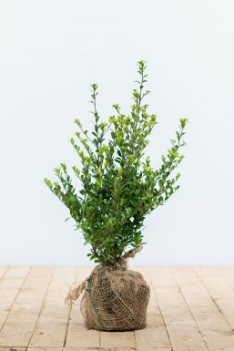 Japanse Hulst / Ilex Crenata Dark Green 30-40 cm