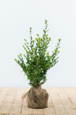 Japanse Hulst Ilex crenata Dark Green Haag 30-40 Pot