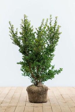 Japanse Hulst / Ilex Crenata Dark Green 40-60 cm