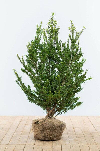 Japanse Hulst / Ilex Crenata Dark Green 80-100 cm