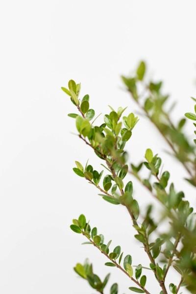 Japanse Hulst / Ilex Crenata Dark Green 80-100 cm