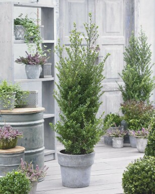 Japanse Hulst / Ilex Crenata Dark Green 80-100 cm