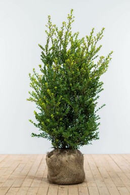 Japanse Hulst / Ilex Crenata Dark Green 100-125 cm