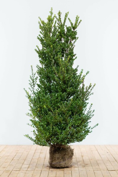Japanse Hulst / Ilex Crenata Dark Green 125-150 cm
