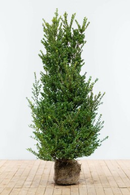 Japanse Hulst / Ilex Crenata Dark Green 125-150 cm