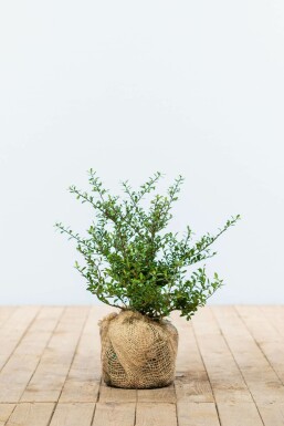 Japanse Hulst Ilex crenata Green Hedge Haag 25-30 Pot
