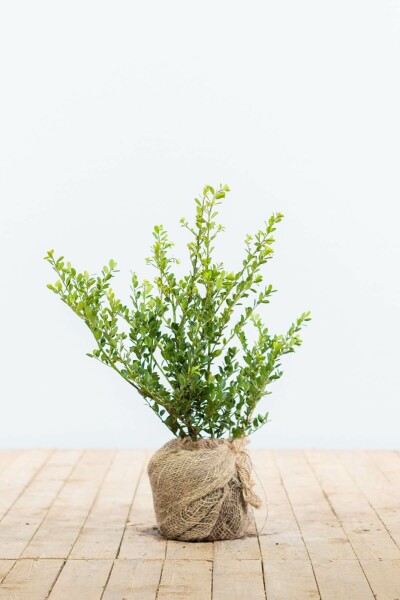 Japanse Hulst / Ilex Crenata Green Hedge 30-40 cm