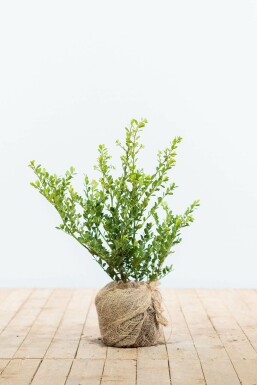 Japanse Hulst / Ilex Crenata Green Hedge 30-40 cm
