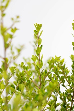 Japanse Hulst / Ilex Crenata Green Hedge 30-40 cm