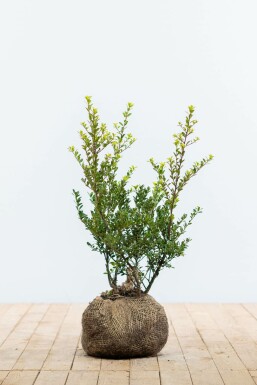 Japanse Hulst / Ilex Crenata Green Hedge 40-60 cm