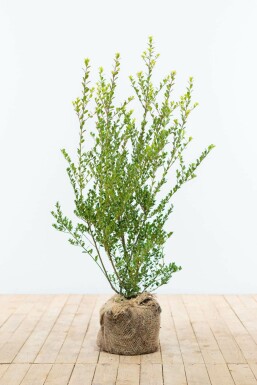 Japanse Hulst / Ilex Crenata Green Hedge 60-80 cm