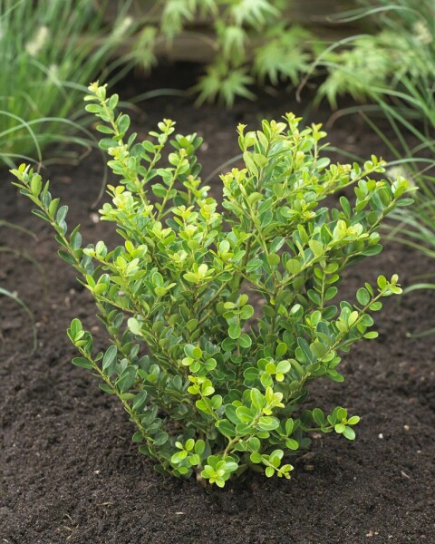 Japanse Hulst / Ilex Crenata Green Hedge 80-100 cm