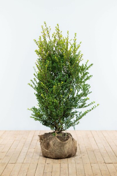Japanse Hulst / Ilex Crenata Green Hedge 100-125 cm