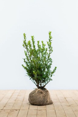 Japanse Hulst Ilex Maximowicziana Kanehirae Haag 30-40 Pot