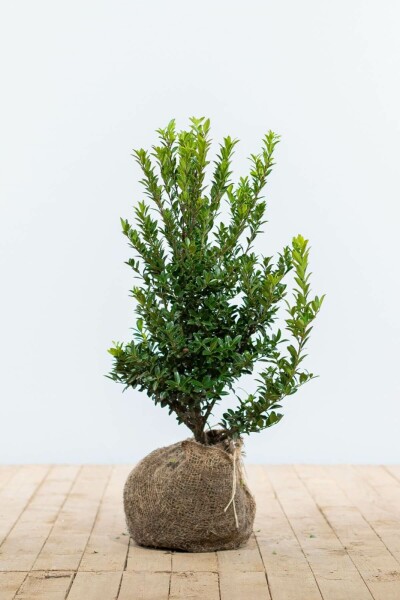 Japanse Hulst / Ilex Maximowicziana Kanehirae 40-60 cm