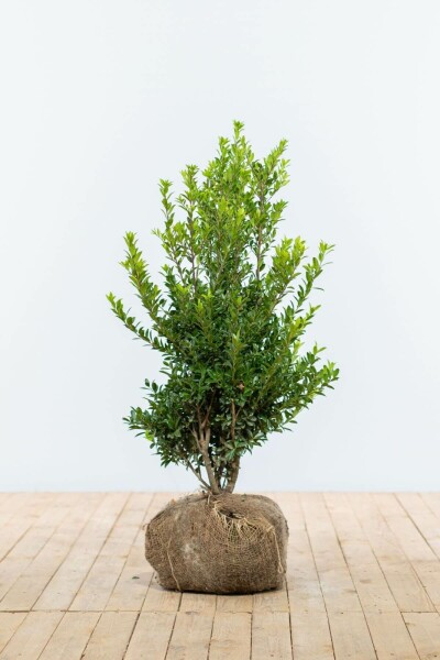 Japanse Hulst / Ilex Maximowicziana Kanehirae 80-100 cm