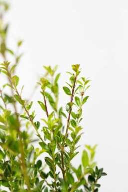 Japanse Hulst / Ilex Maximowicziana Kanehirae 80-100 cm