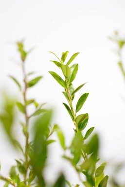 Japanse Hulst / Ilex Maximowicziana Kanehirae 80-100 cm