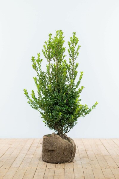 Japanse Hulst / Ilex Maximowicziana Kanehirae 100-125 cm