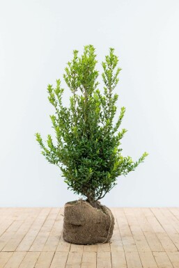 Japanse Hulst / Ilex Maximowicziana Kanehirae