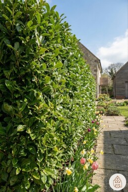 Laurierkers / Prunus Laurocerasus Caucasica 60-80 cm