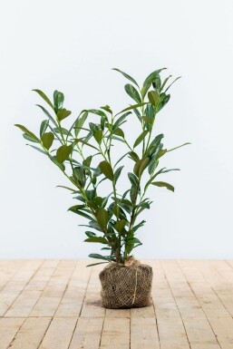 Laurierkers / Prunus Laurocerasus Caucasica 60-80 cm