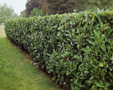 Laurierkers / Prunus Laurocerasus Caucasica 60-80 cm