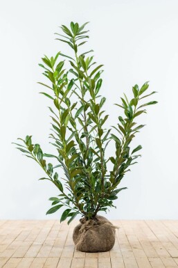 Laurierkers / Prunus Laurocerasus Caucasica 100-125 cm