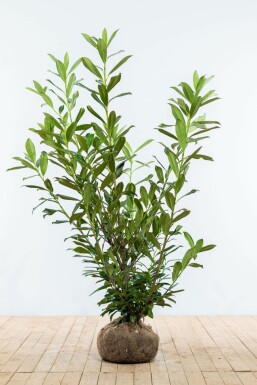 Laurierkers / Prunus Laurocerasus Caucasica 125-150 cm