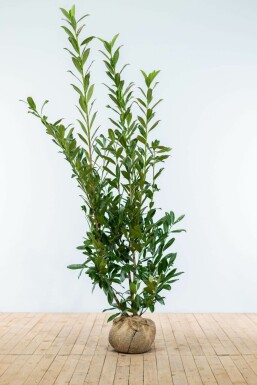 Laurierkers / Prunus Laurocerasus Caucasica 150-175 cm
