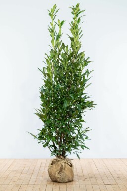 Laurierkers / Prunus Laurocerasus Caucasica 175-200 cm