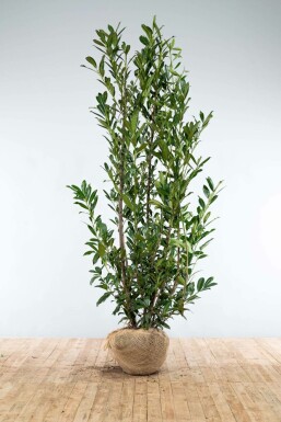 Laurierkers / Prunus Laurocerasus Caucasica 200-225 cm