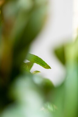 Laurierkers / Prunus Laurocerasus Etna 60-80 cm