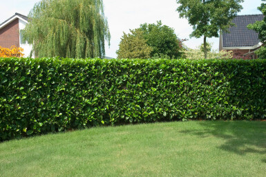 Laurierkers Prunus laurocerasus Etna Haag 60-80 Kluit Laurierkers / Prunus Laurocerasus Etna 60-80 cm