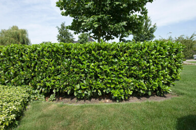 Laurierkers / Prunus Laurocerasus Etna 80-100 cm