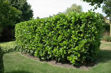 Laurierkers / Prunus Laurocerasus Etna 80-100 cm