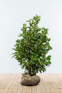 Laurierkers / Prunus Laurocerasus Etna 100-125 cm