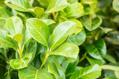 Laurierkers / Prunus Laurocerasus Etna 125-150 cm - Kluit