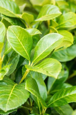 Laurierkers / Prunus Laurocerasus Etna 125-150 cm - Kluit