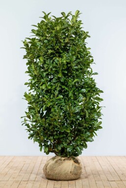Laurierkers / Prunus Laurocerasus Etna 150-175 cm
